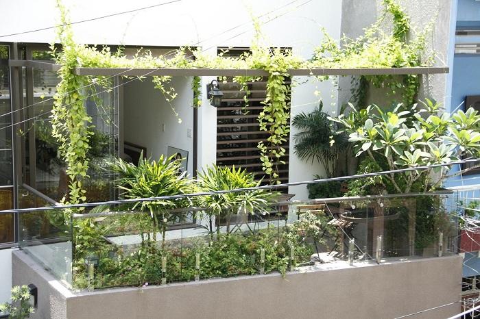 Ban công đẹp với dàn dây leo xanh mát