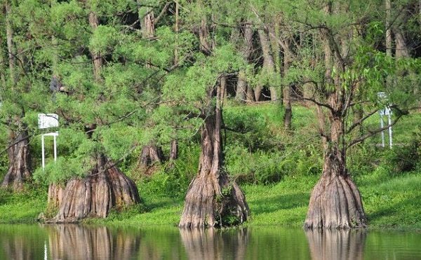 Gỗ thủy tùng ngày càng trở nên khan hiếm