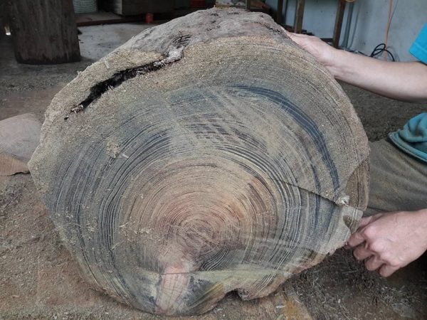 nhận biết gỗ thủy tùng