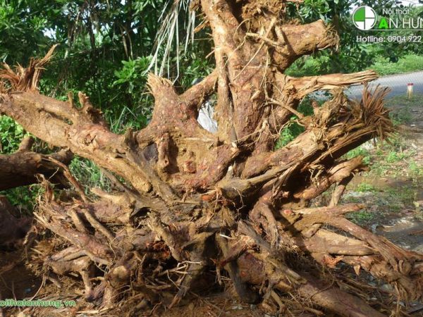 Gỗ xá xị lấy từ thân cây xá xị hay còn có các tên gọi khác là cây rè hương, gu hương