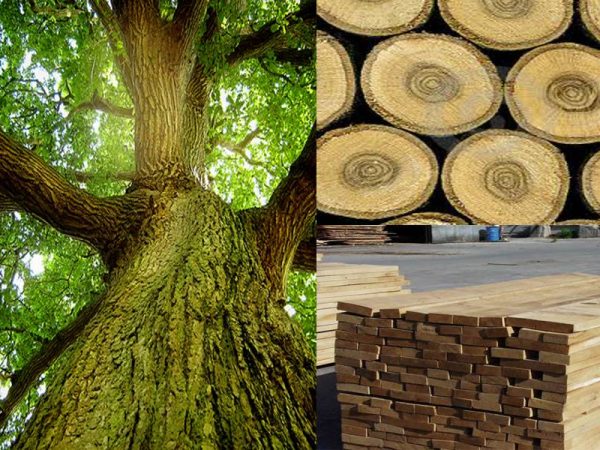 Gỗ sồi được xếp vào loại gỗ có độ cứng cao