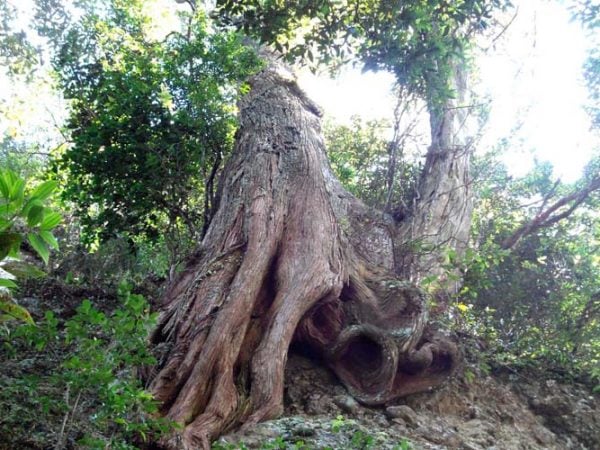 Gỗ bách xanh có tên gọi khác là Tô Bách Hợp