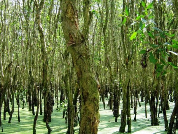 Cây tràm thuộc họ gỗ keo hay còn gọi là keo lưỡi liềm