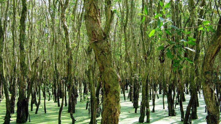 Đồ nội thất gỗ tràm có bền như lời quảng cáo