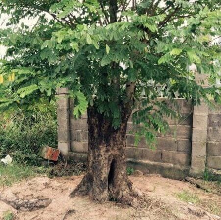 Gỗ cẩm có mùi đặc trưng là mùi của tre ngâm