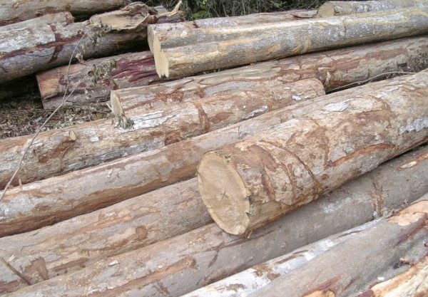 Dổi là loại gỗ thuộc họ nhà Ngọc Lan