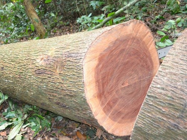 Kiền kiền là một loại gỗ có tên gọi khác là Xoay, họ dầu và thuộc bộ chè