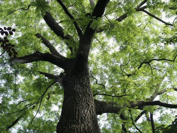 Gỗ lim xanh đặc biệt bền