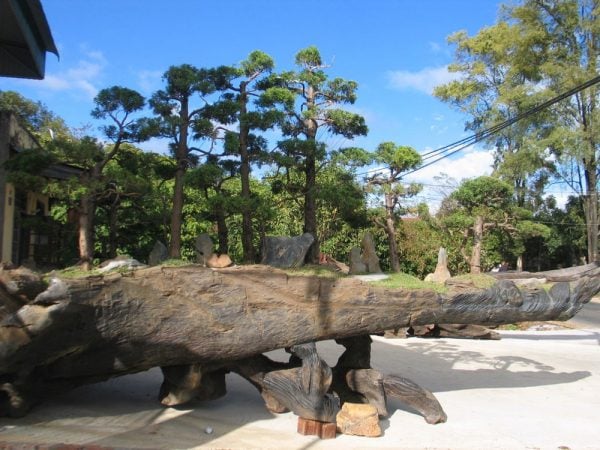 Gỗ lũa là phần lõi gỗ của các gốc cổ thụ đã chết