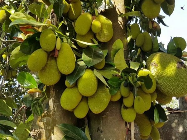 Gỗ mít thuộc nhóm gỗ IV