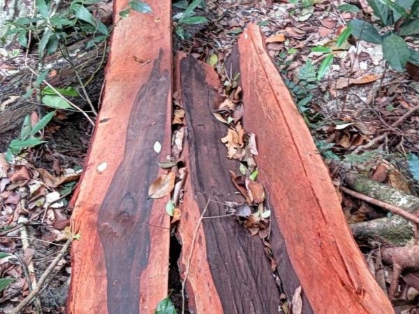 Cách nhận biết gỗ mun