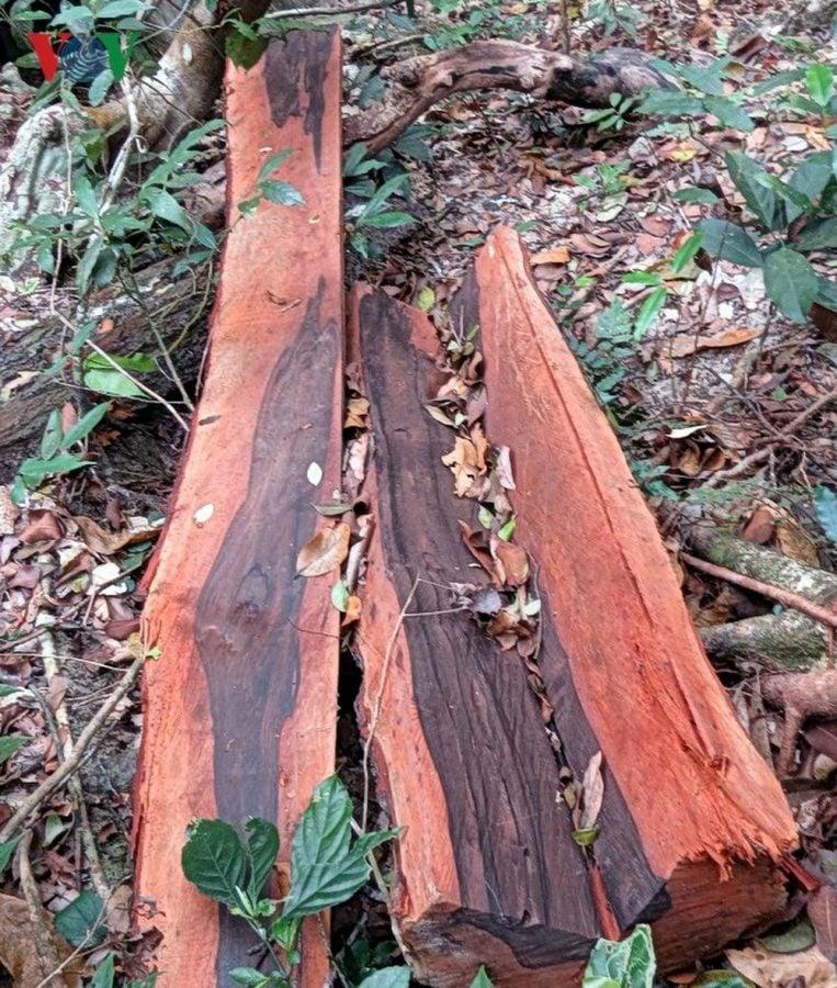 Gỗ mun thật giả lẫn lộn và đây là cách nhận biết