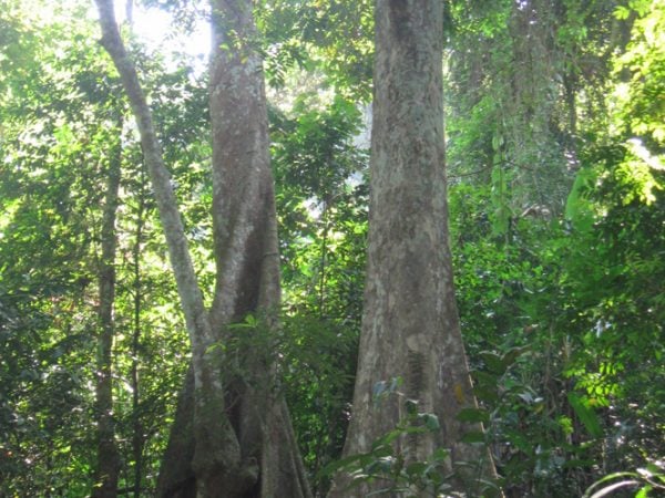 Gỗ mun là loại cây thuộc họ thị, gỗ mang màu đen