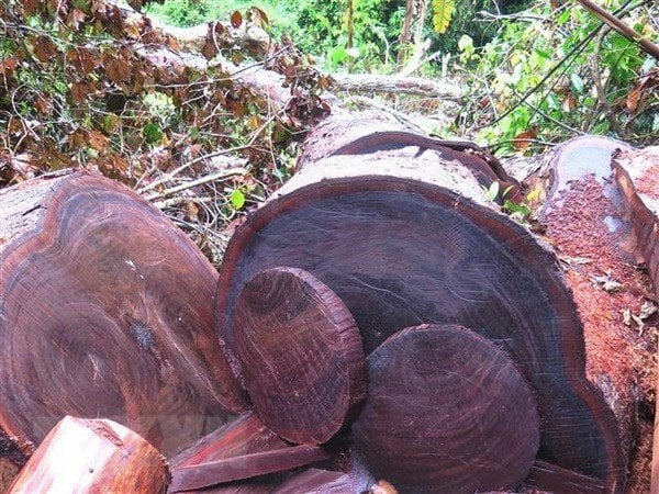 gỗ nghiến là một loại gỗ tốt dùng trong thiết kế nội thất