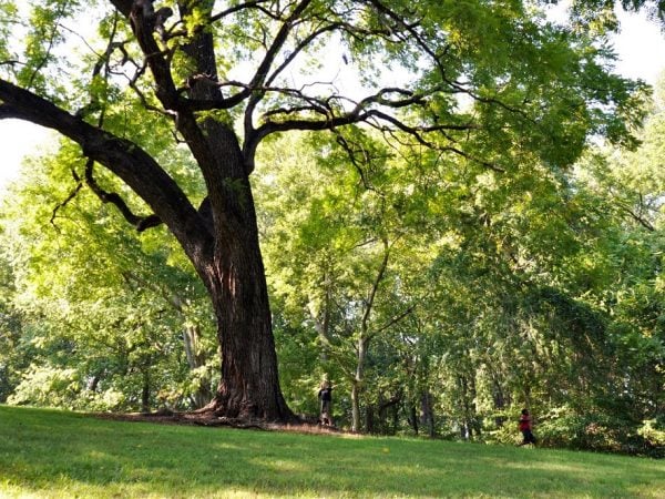 gỗ cây óc chó đã được biết đến và được sử dụng phổ biến