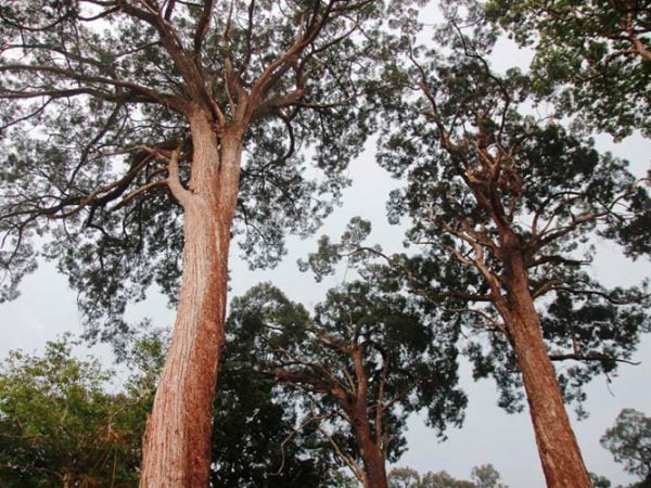 Pơ mu được đánh giá là loại gỗ thuộc dạng quý hiếm