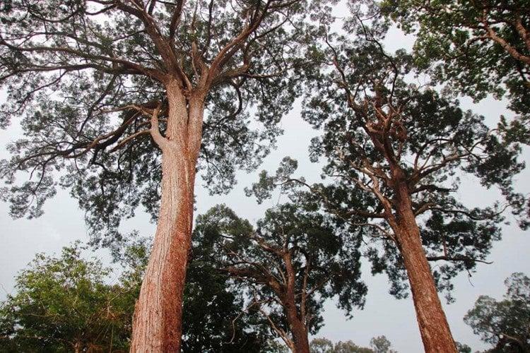 Pơ mu được đánh giá là loại gỗ thuộc dạng quý hiếm