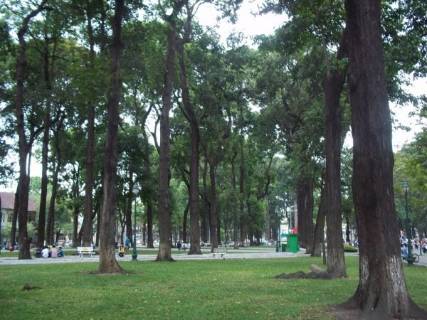  Gỗ sao là thực vật thuộc họ dầu và có nhiều chủng loại