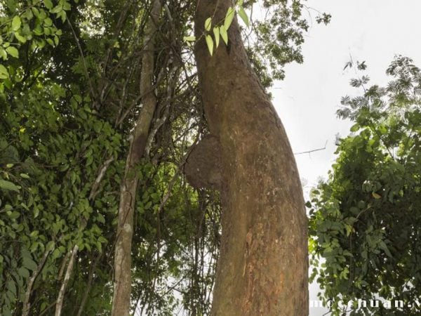 Màu sắc gỗ là điểm cơ bản nhất để phân biệt các loại gỗ sao