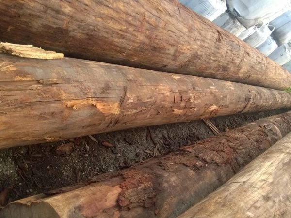 Cây sến là một trong những thực vật họ hồng xiêm