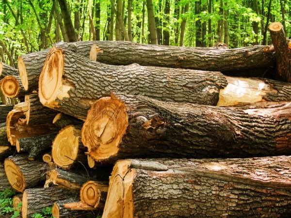 nhận biết gỗ sồi đạt tiêu chuẩn