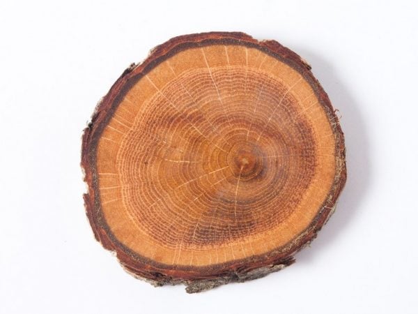 Một thớ gỗ cây sồi