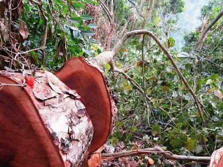 gỗ sơn huyết là dòng gỗ hiếm với lõi cứng ít bị mối mọt