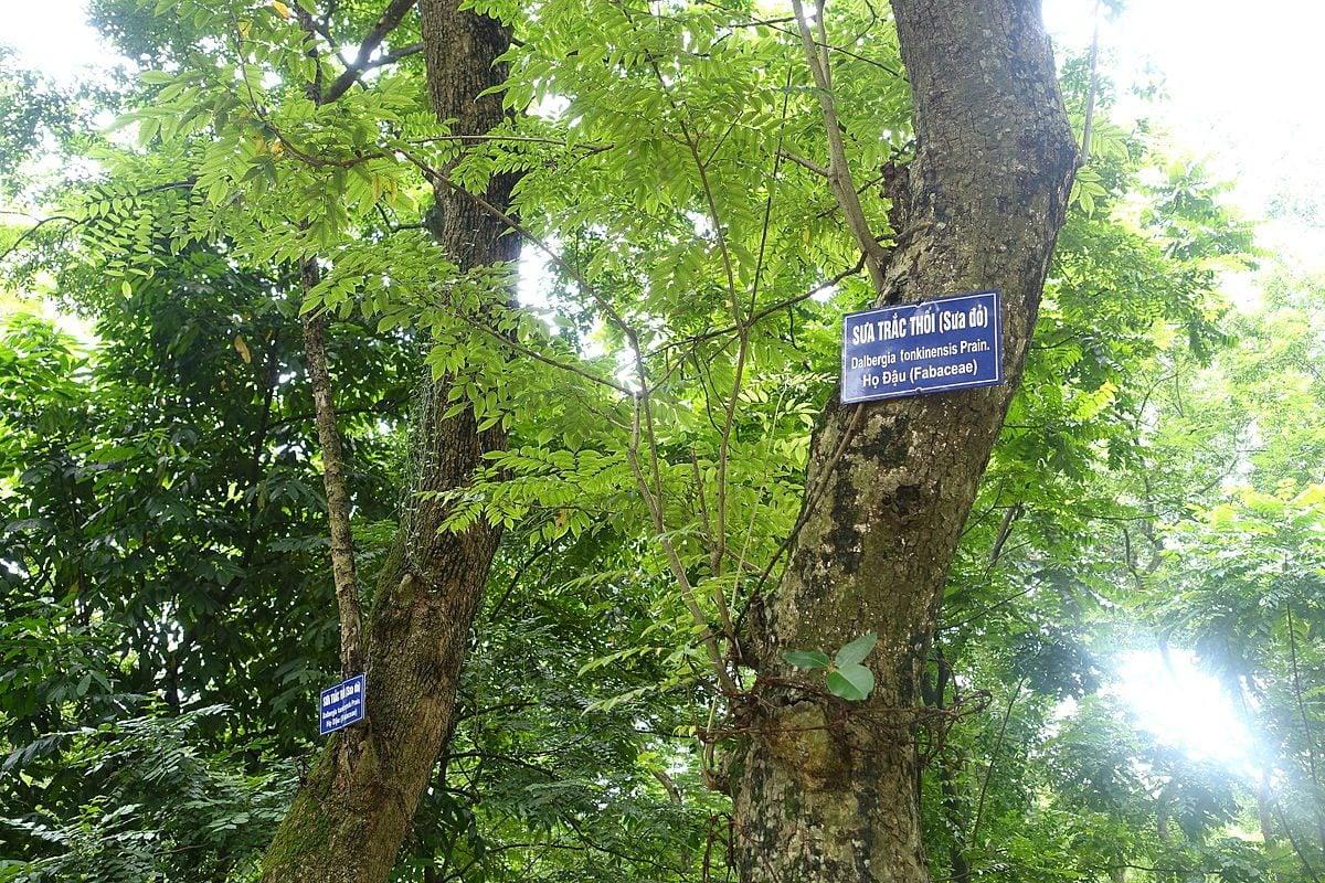 Gỗ sưa thấy nhiều ở đường phố, sao vẫn có giá trị "khủng"
