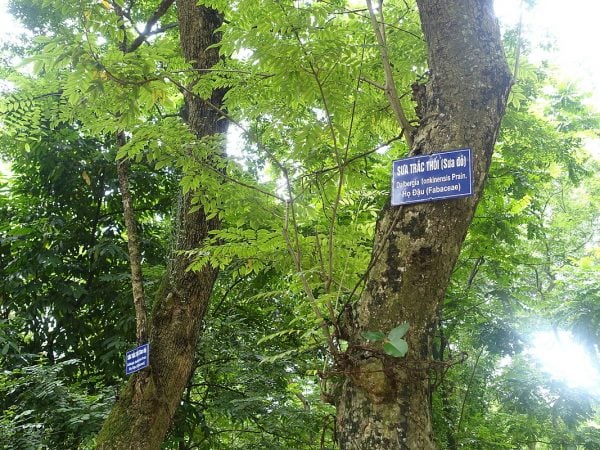  sưa là cây thân gỗ nhỡ, lá rụng theo mùa