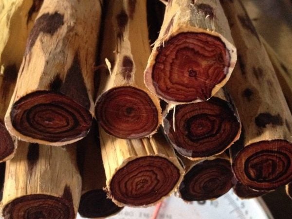gỗ trắc đỏ có màu đỏ cam của củ cà rốt