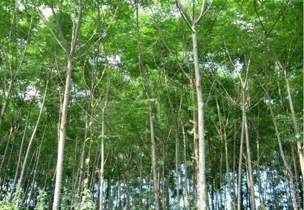 Gỗ xoan ta khác gì gỗ xoan đào? Gỗ xoan nhà bạn đang dùng là gỗ gì