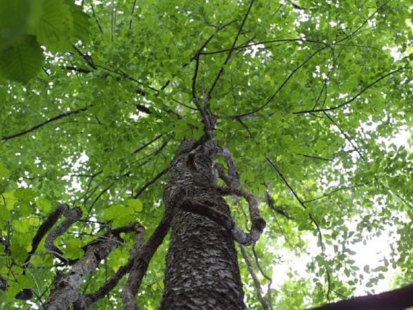  Anh đào loại gỗ đang trở thành sự lựa chọn hàng đầu của nhiều gia đình