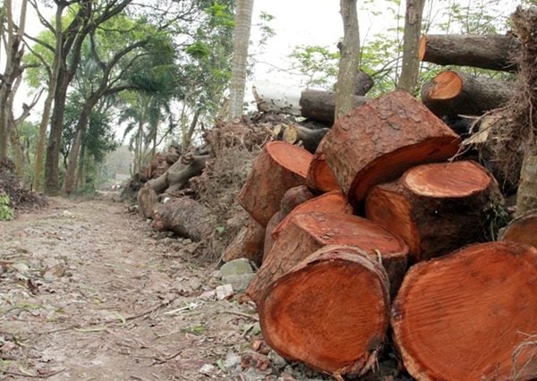 Cây xà cừ thường được trồng ở những nơi có nhiều ánh sáng