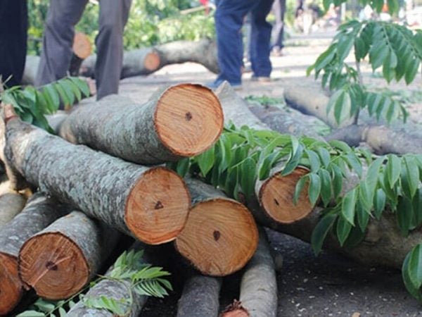 Gỗ có chất gỗ mềm mại, ít cong vênh hay co rút