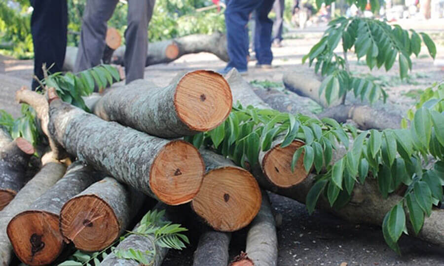 Tại sao cơn sốt tậu đồ nội thất gỗ huynh đàn vẫn chưa dừng lại ?