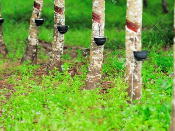 gỗ cao su được khai thác và gia công đúng cách thì không gây nguy hiểm