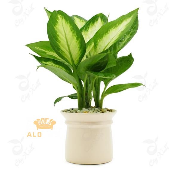 cay-canh-dep-trong-nha-van-nien-thanh